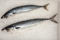 ecclesall_fisheries-2437