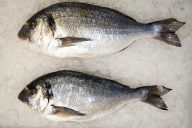 ecclesall_fisheries-2442-1