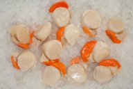 ecclesall_fisheries-2447