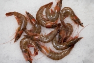 ecclesall_fisheries-2454
